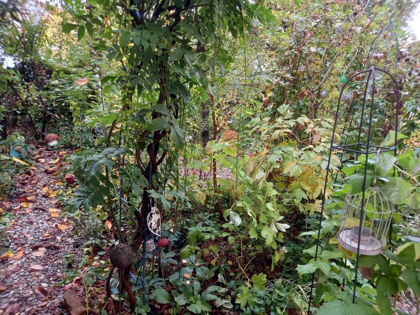  - Grădina 2022 continuare 4