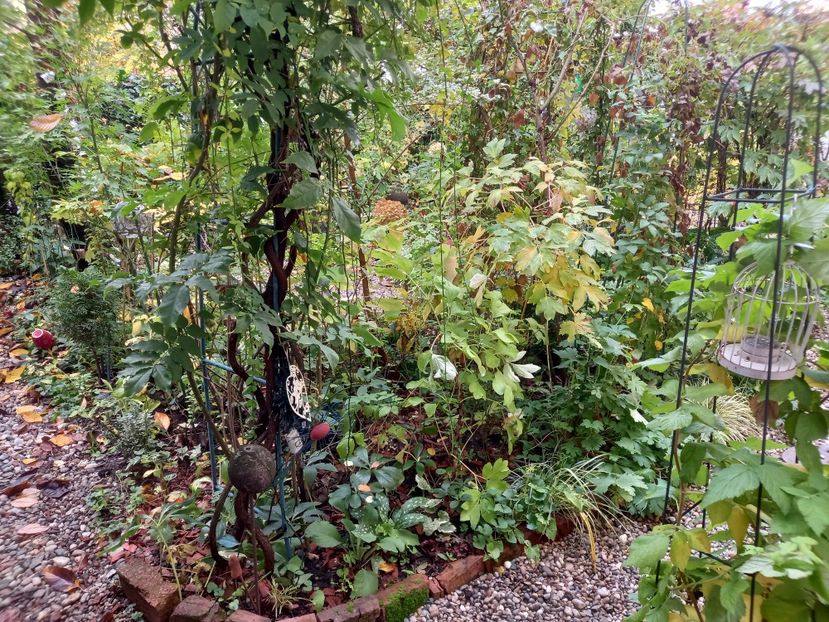  - Grădina 2022 continuare 4