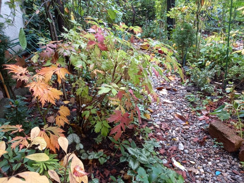  - Grădina 2022 continuare 4