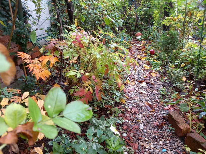  - Grădina 2022 continuare 4