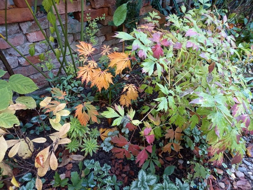  - Grădina 2022 continuare 4