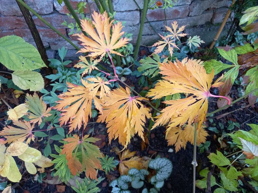  - Grădina 2022 continuare 4