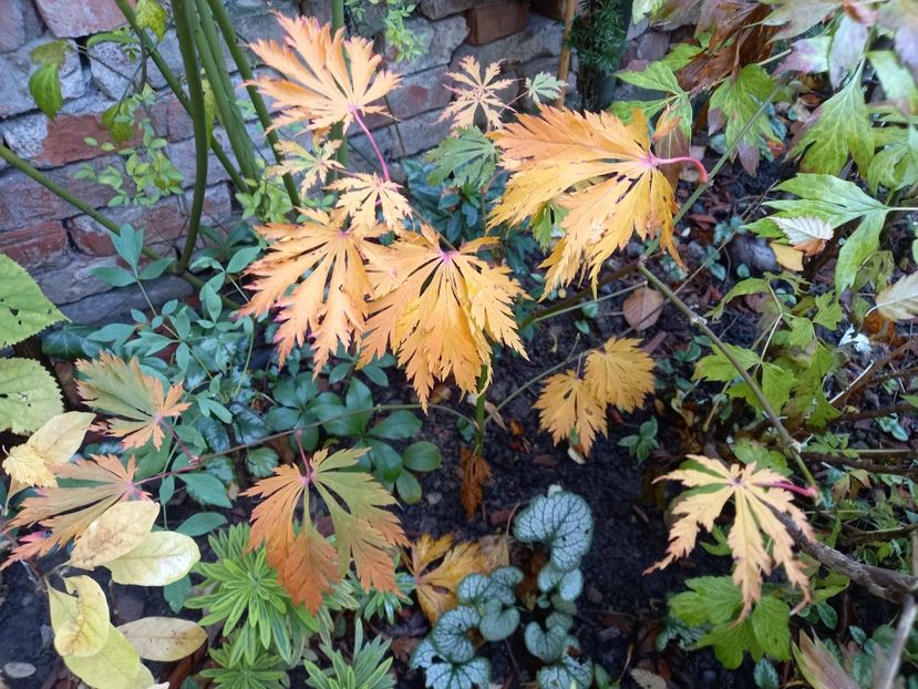  - Grădina 2022 continuare 4