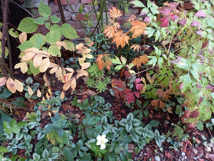  - Grădina 2022 continuare 4