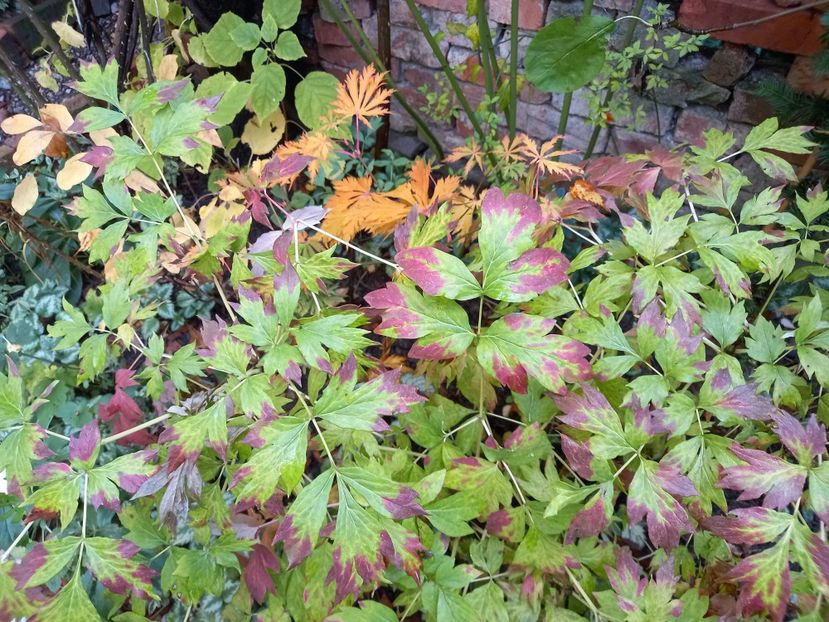  - Grădina 2022 continuare 4