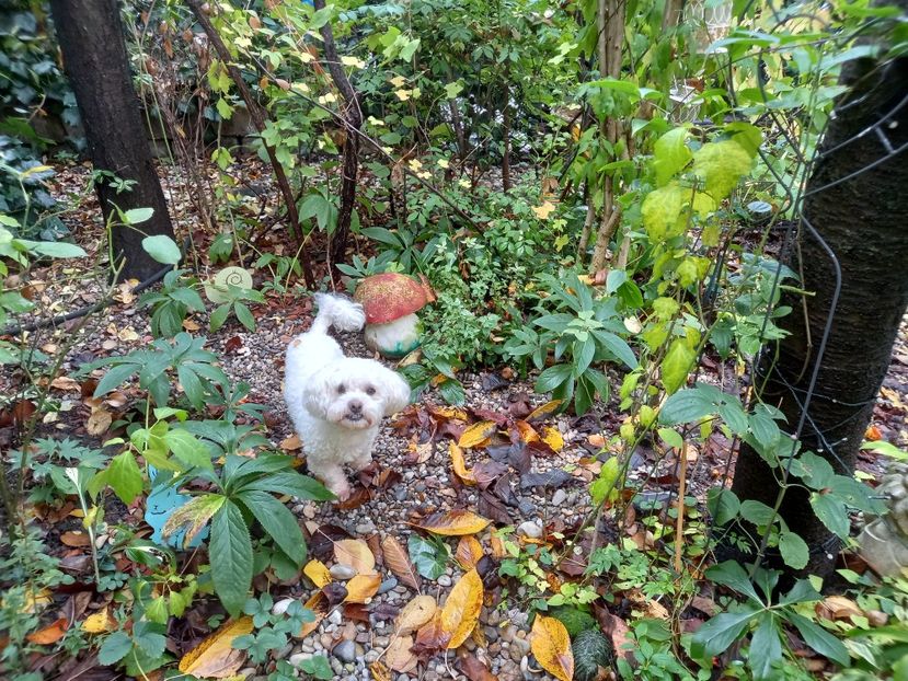  - Grădina 2022 continuare 4