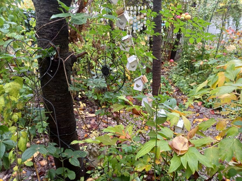  - Grădina 2022 continuare 4