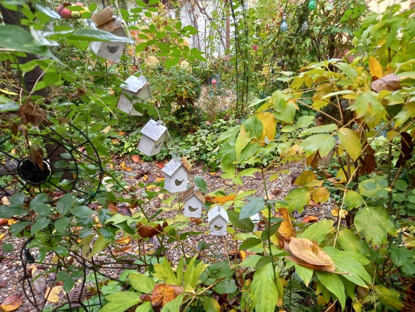  - Grădina 2022 continuare 4