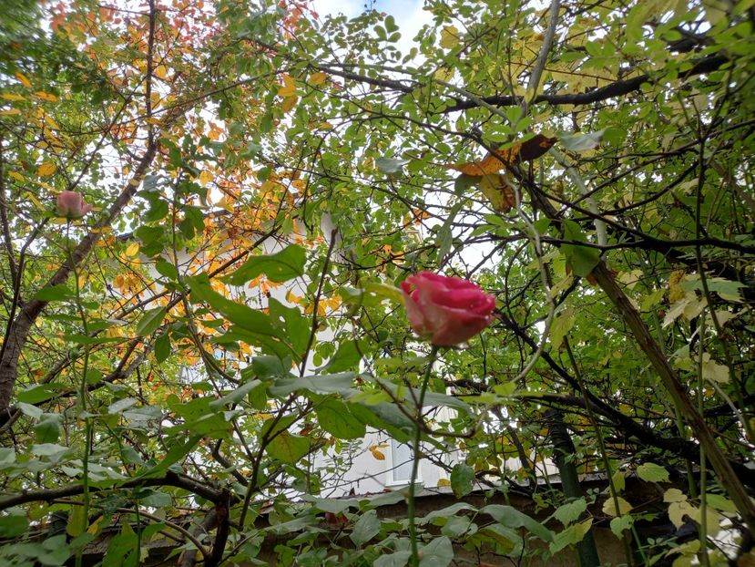  - Grădina 2022 continuare 4