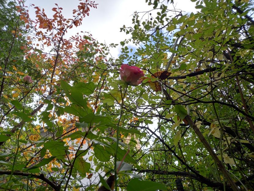  - Grădina 2022 continuare 4