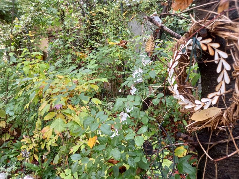  - Grădina 2022 continuare 4