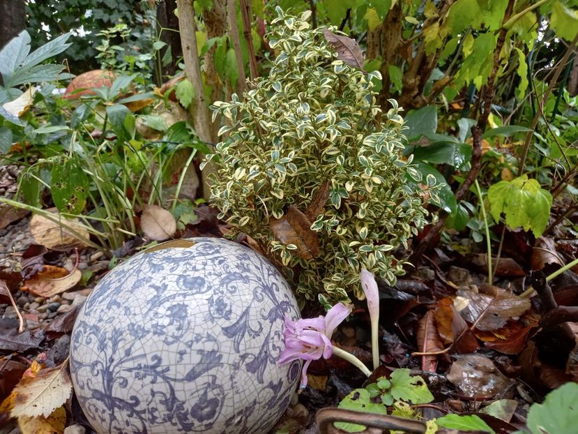  - Grădina 2022 continuare 4