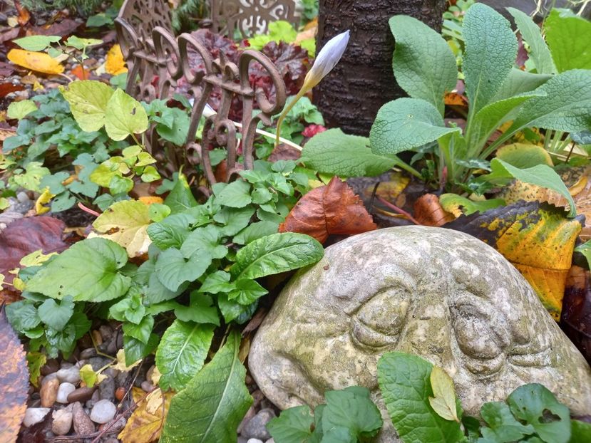  - Grădina 2022 continuare 4