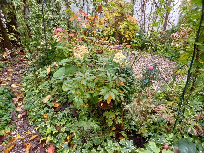  - Grădina 2022 continuare 4