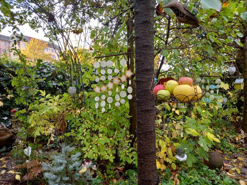  - Grădina 2022 continuare 4