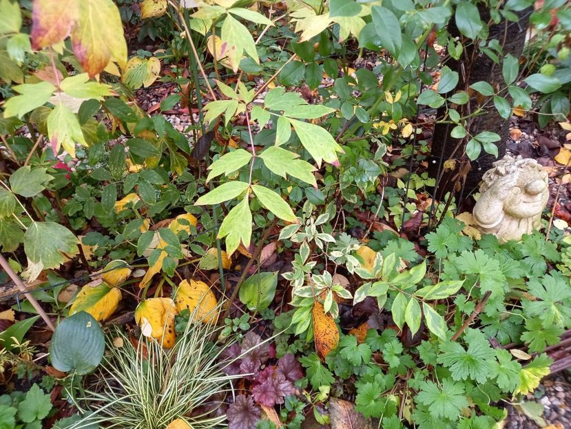  - Grădina 2022 continuare 4