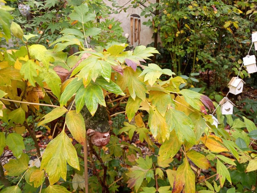  - Grădina 2022 continuare 4