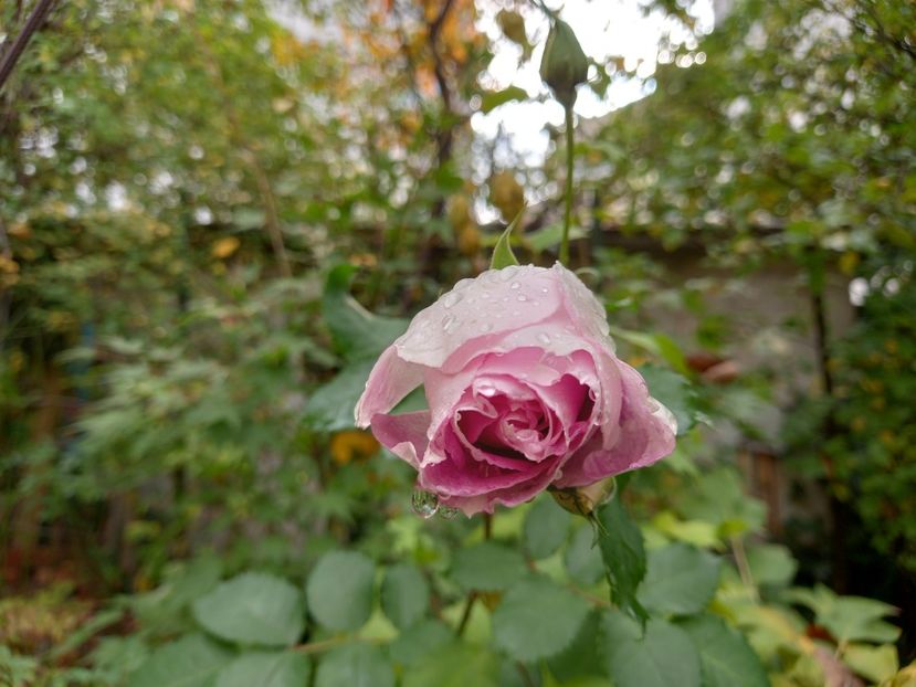 Eyes for You - Grădina 2022 continuare 4