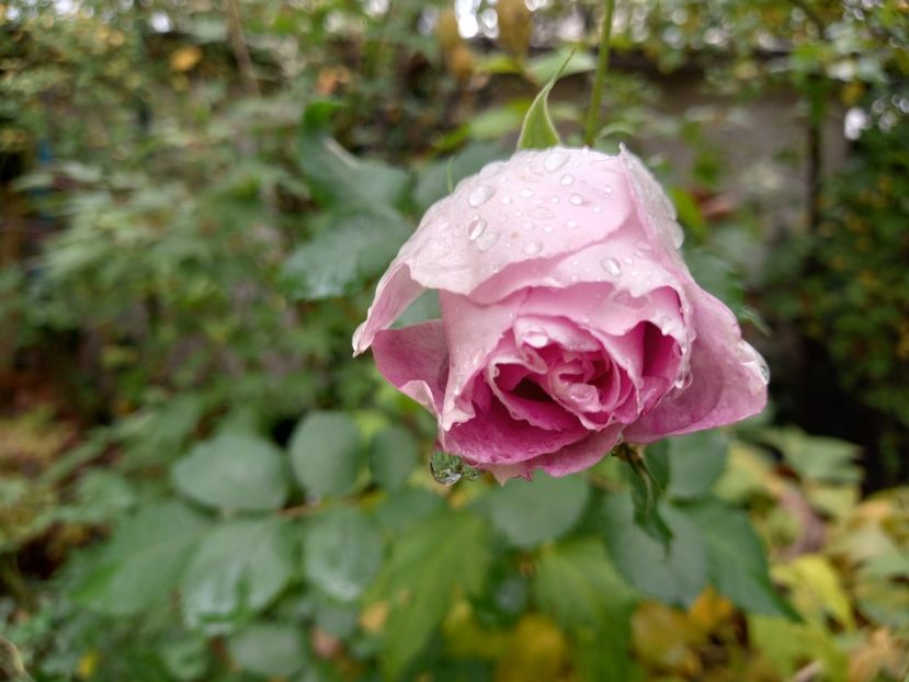  - Grădina 2022 continuare 4