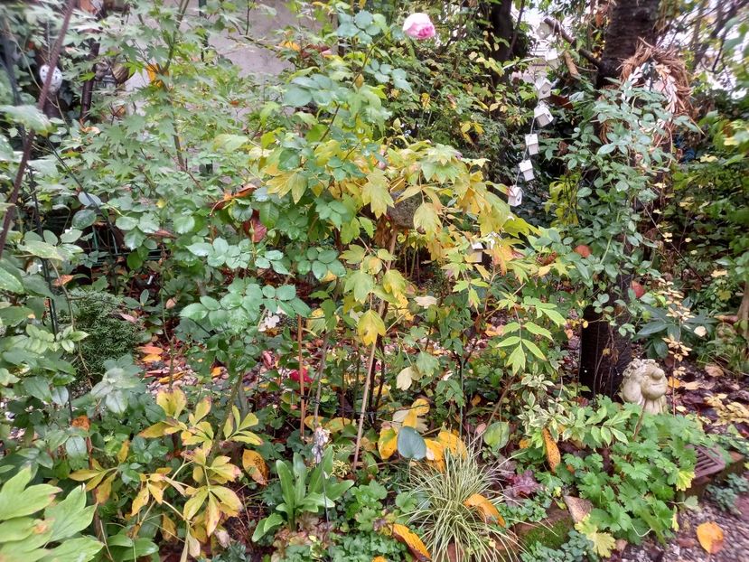  - Grădina 2022 continuare 4