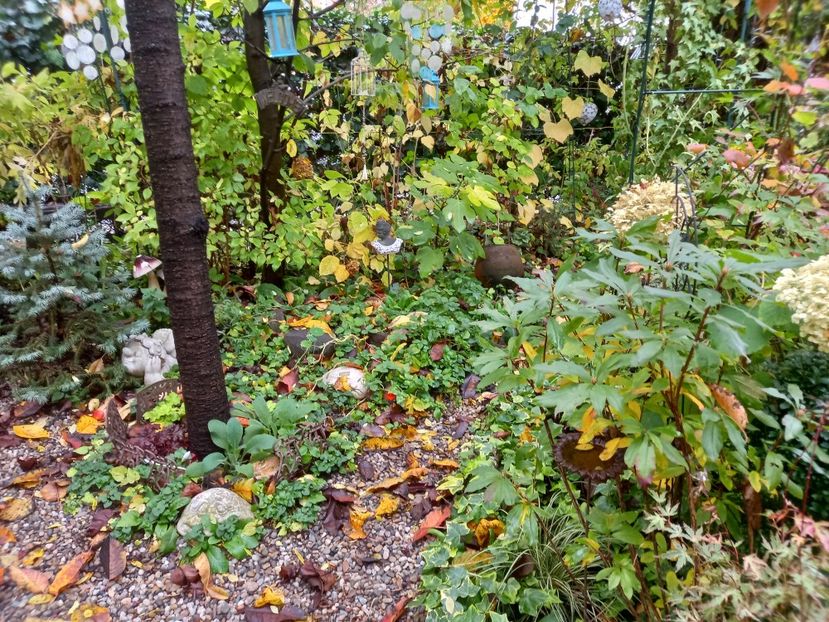  - Grădina 2022 continuare 4