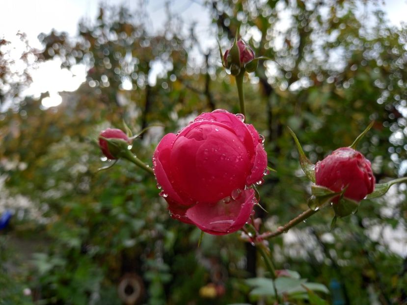  - Grădina 2022 continuare 4