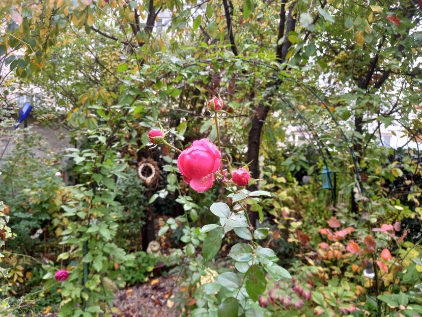  - Grădina 2022 continuare 4