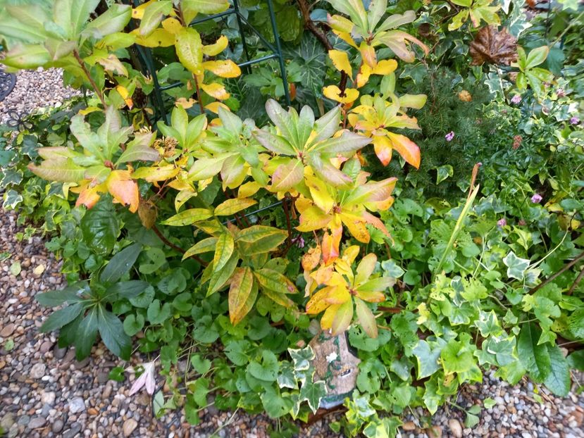  - Grădina 2022 continuare 4