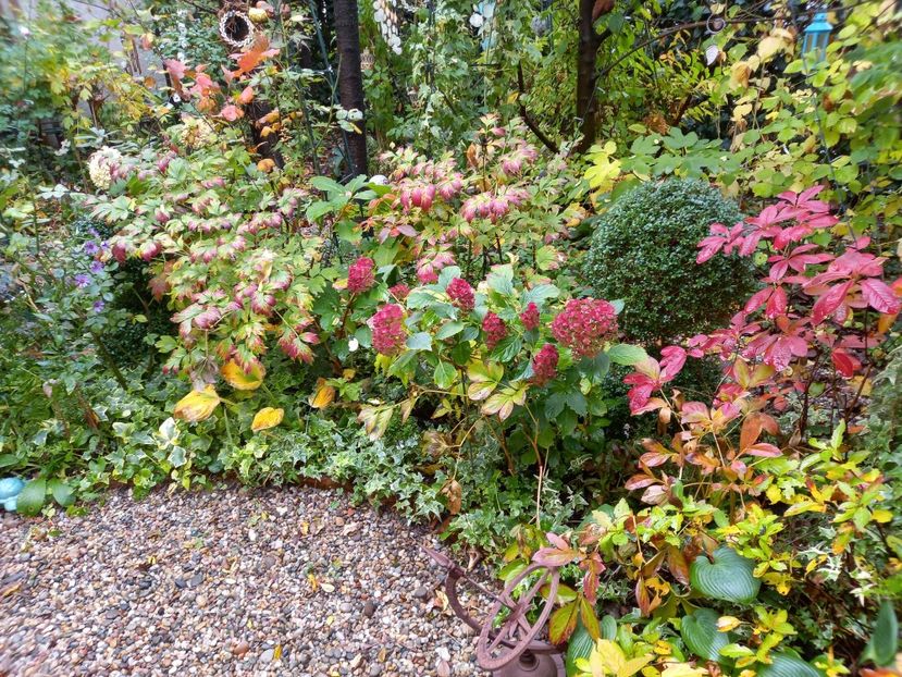  - Grădina 2022 continuare 4