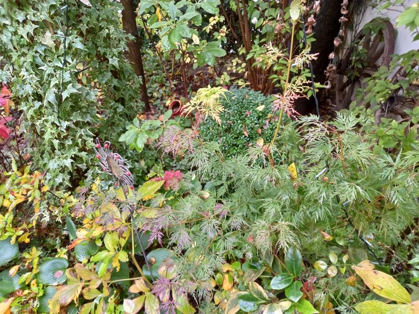 Acer Seiryu - Grădina 2022 continuare 4