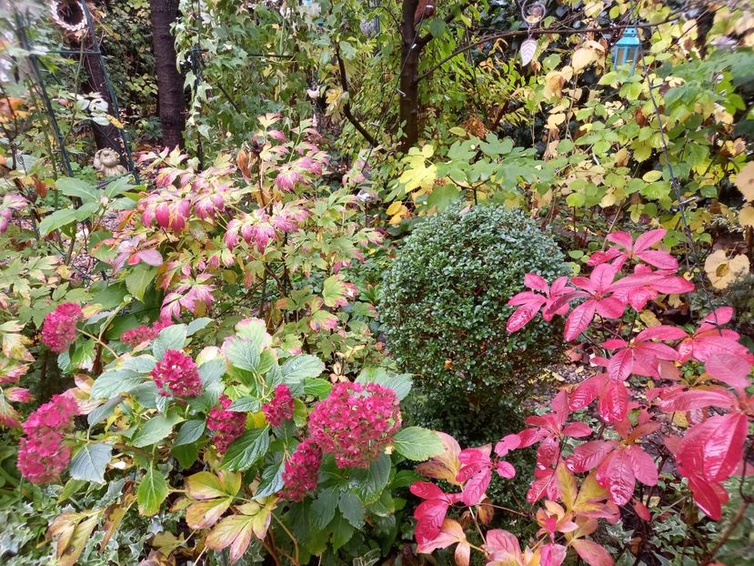  - Grădina 2022 continuare 4