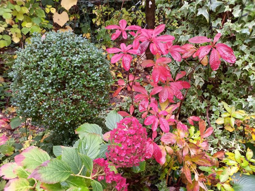  - Grădina 2022 continuare 4