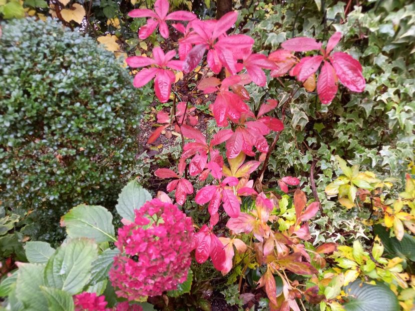  - Grădina 2022 continuare 4