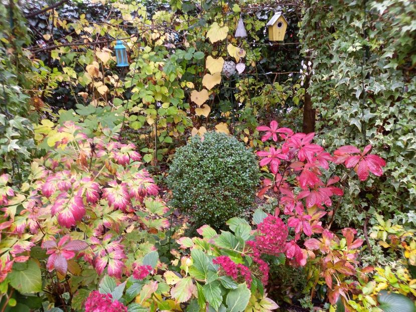  - Grădina 2022 continuare 4