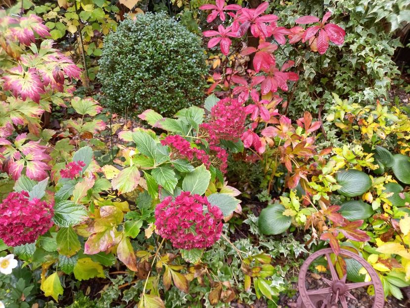  - Grădina 2022 continuare 4