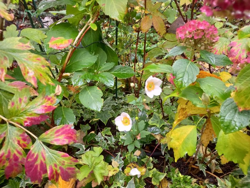  - Grădina 2022 continuare 4