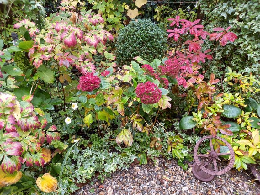  - Grădina 2022 continuare 4