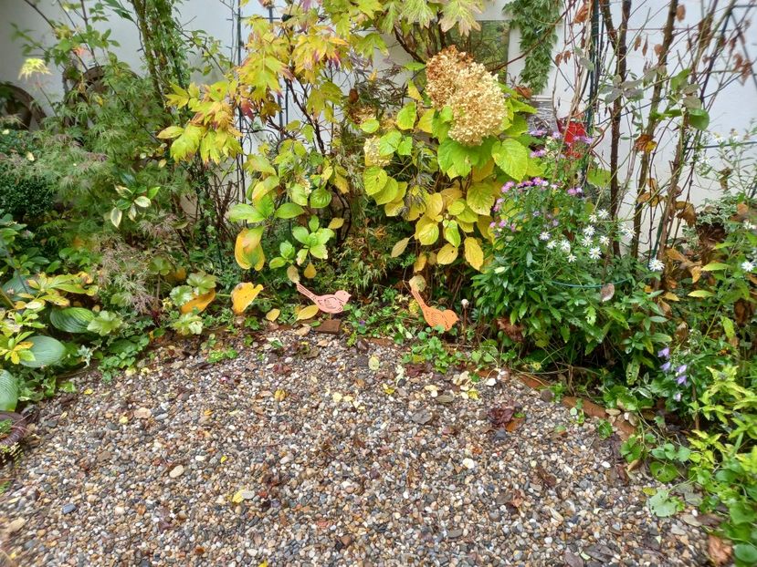  - Grădina 2022 continuare 4