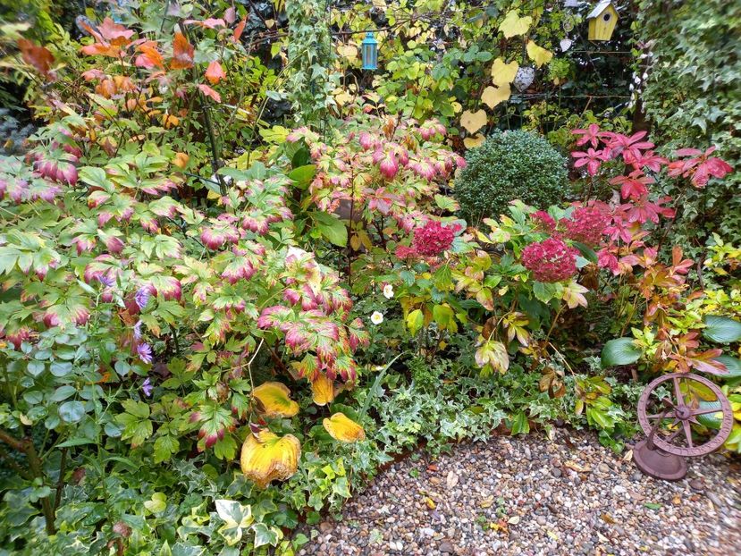  - Grădina 2022 continuare 4