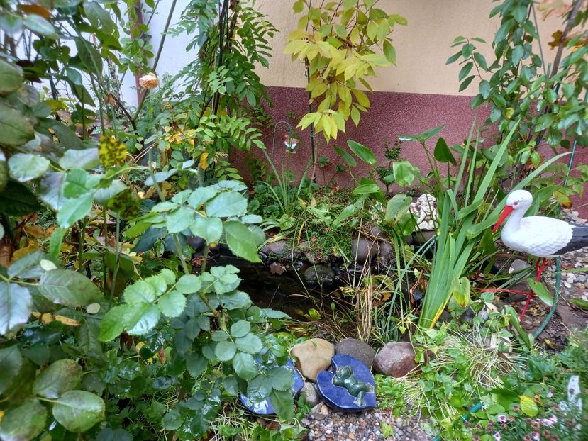  - Grădina 2022 continuare 4