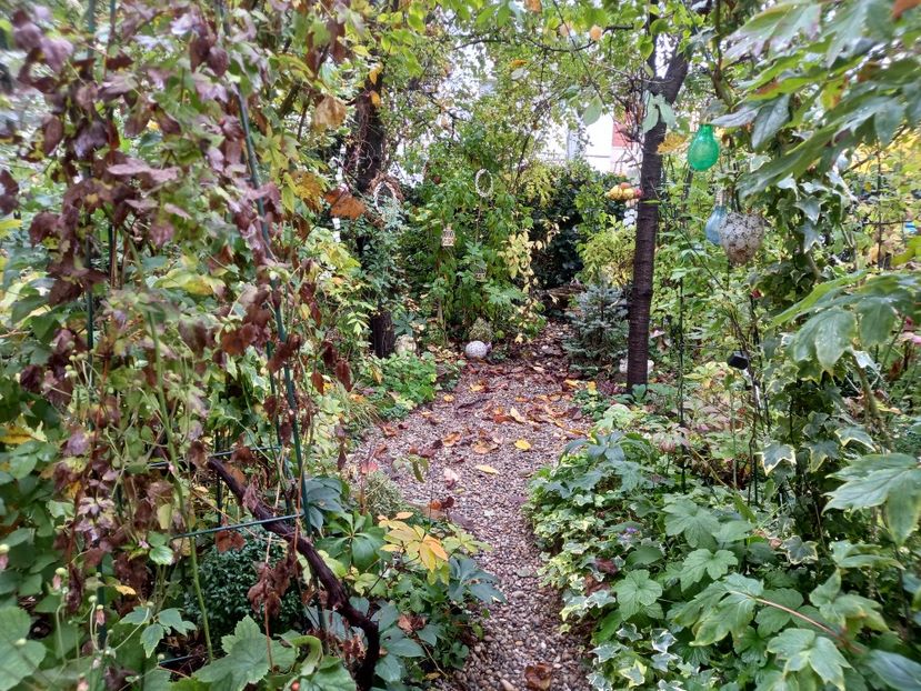  - Grădina 2022 continuare 4