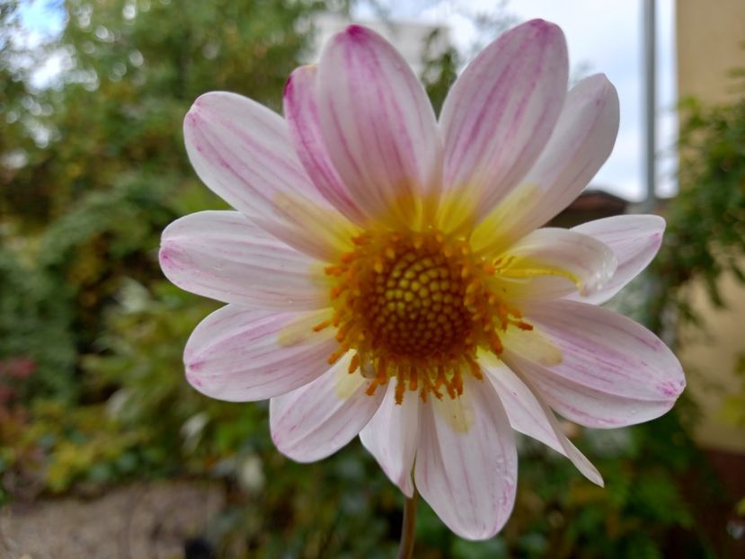  - Grădina 2022 continuare 4