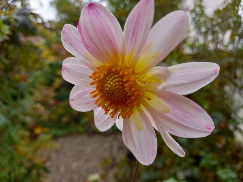  - Grădina 2022 continuare 4