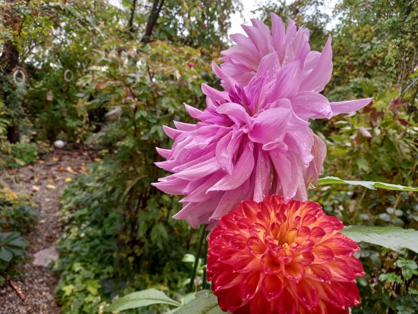  - Grădina 2022 continuare 4