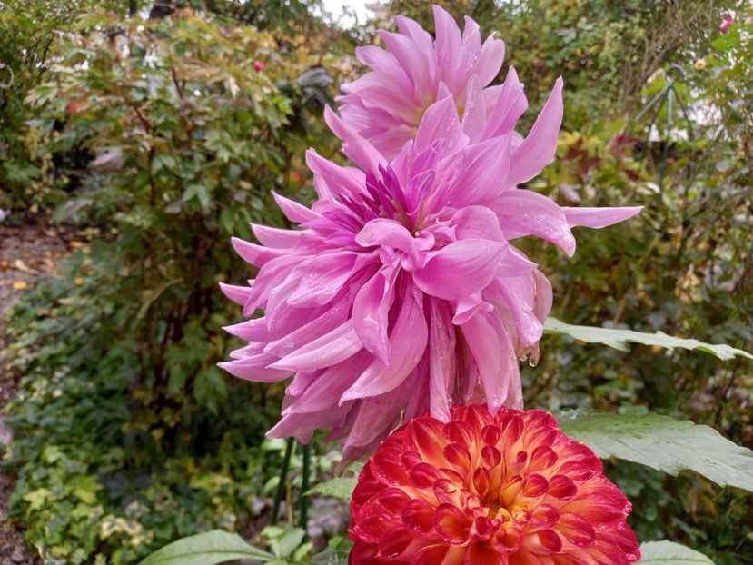  - Grădina 2022 continuare 4