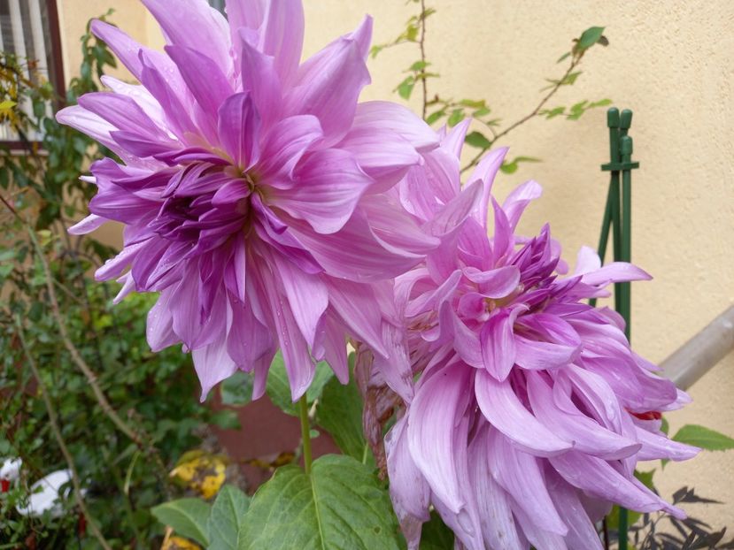  - Grădina 2022 continuare 4