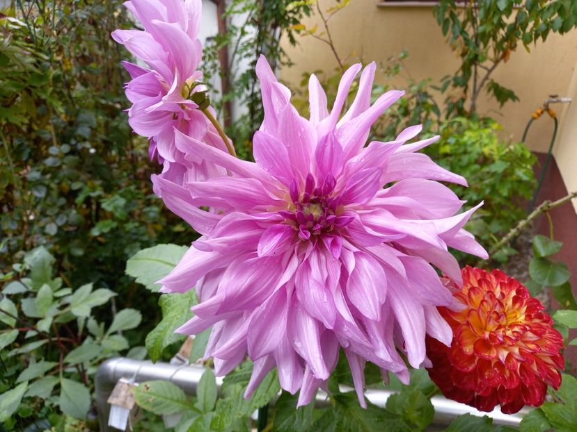  - Grădina 2022 continuare 4