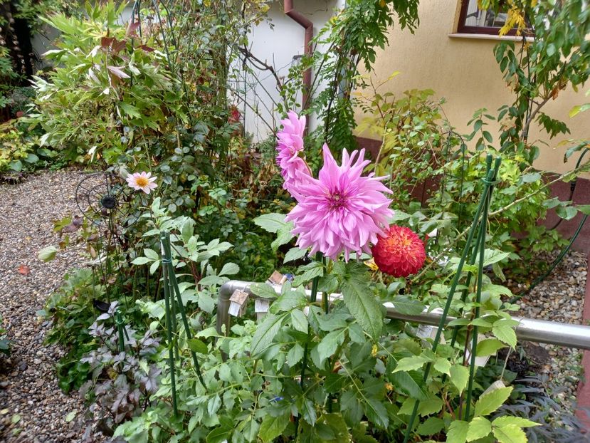  - Grădina 2022 continuare 4