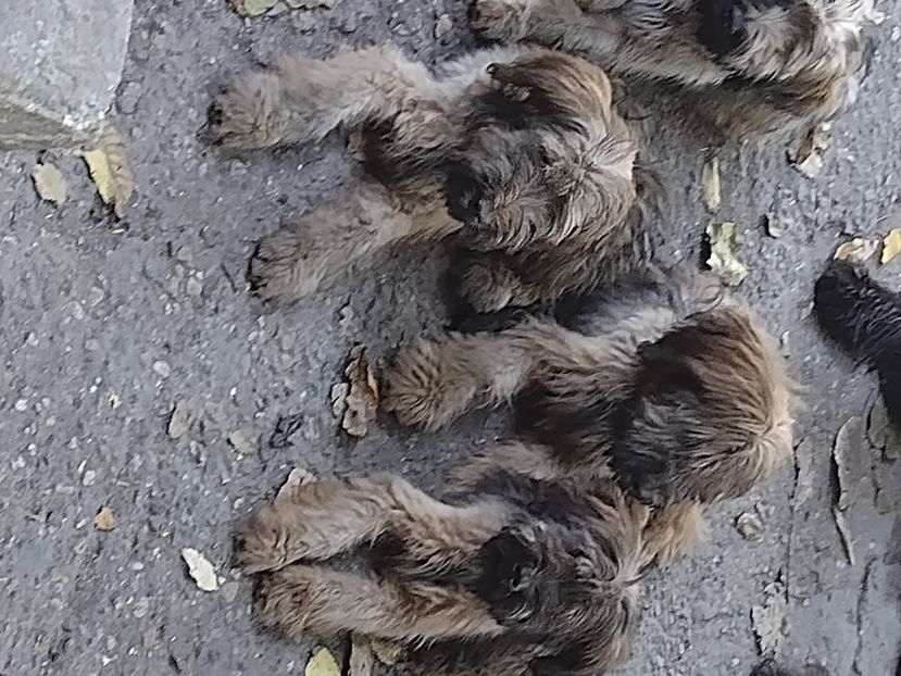  - BRIARD Ciobanesc de BRIE