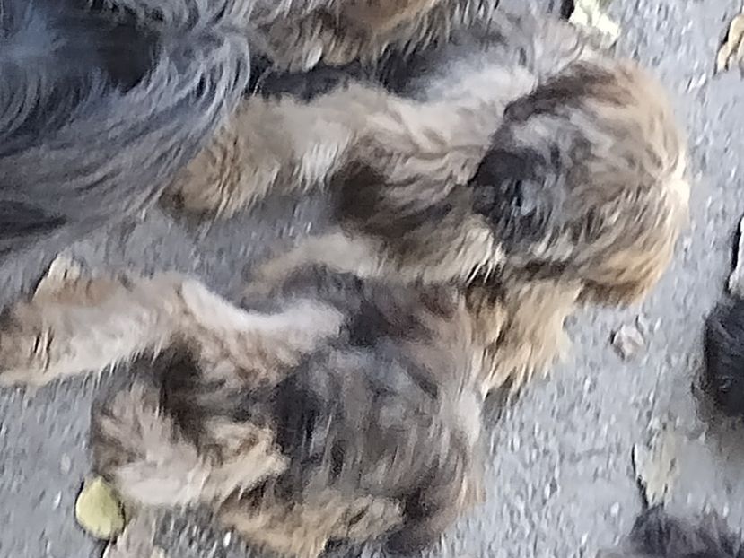  - BRIARD Ciobanesc de BRIE